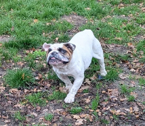 Photo de Pom Pom Girl