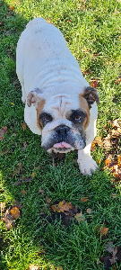 Photo de Pom Pom Girl