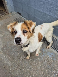 Photo de RUDOLPH (PARTI EN FAMILLE A L'ESSAI)