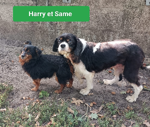 Photo de Same et Harry