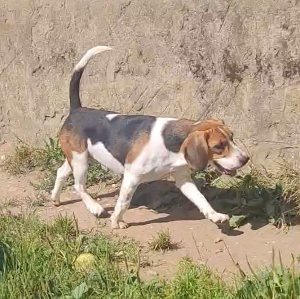 Photo de Simba