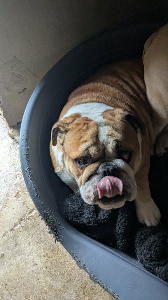 Photo de Ténor (parti en famille à l'essai)