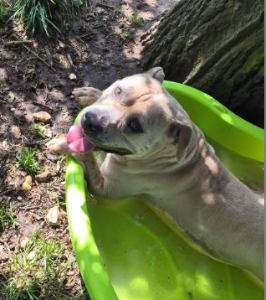 Photo de T'Laika