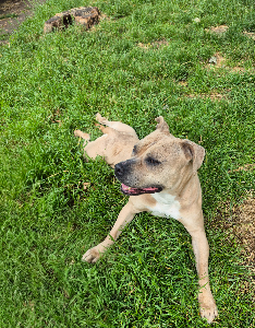 Photo de T'Laika