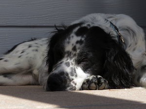 Photo de Vauban dit Roméo