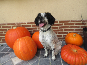 Photo de Vauban dit Roméo