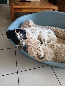 Photo de Vauban dit Roméo