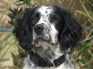 Photo de Vauban dit Roméo