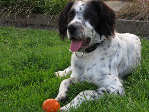 Photo de Vauban dit Roméo