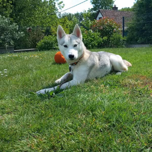 Photo de Velky