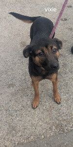 Photo de Vixie